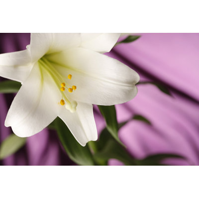Easter Lily Blossom with Purple Background 154934412