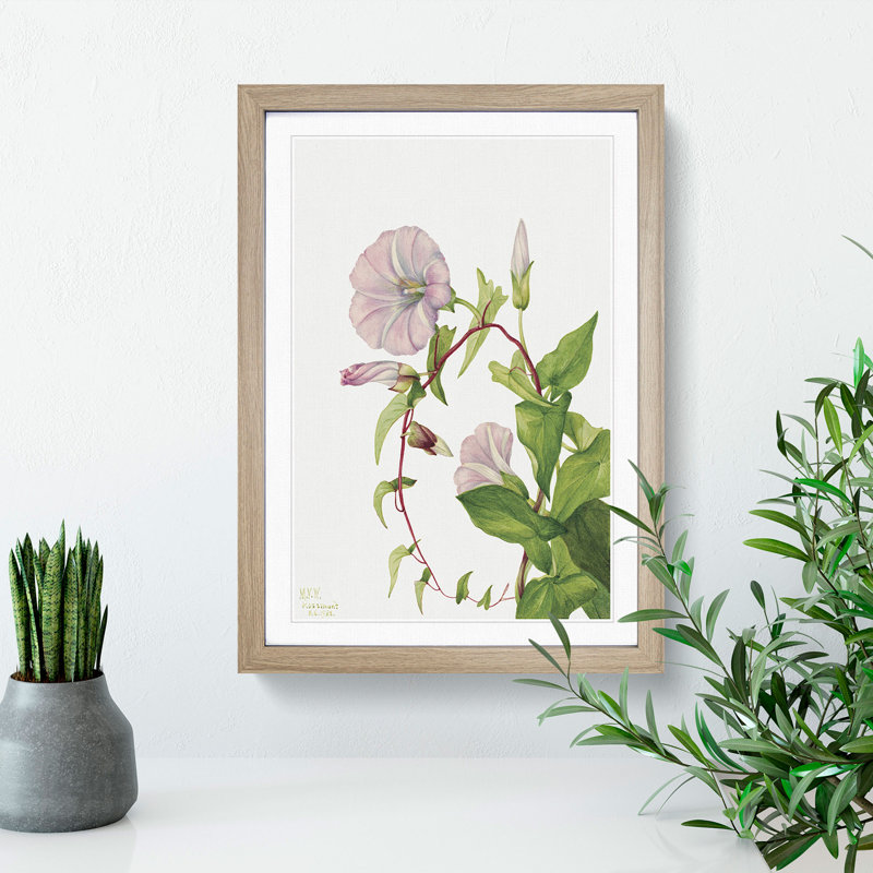 Hedge Bindweed by Mary Vaux Walcott - Picture Frame Painting, Oak Framed, 36cm H x 27cm W x 2cm D