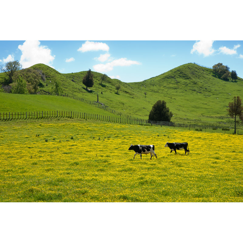 Two Cows Crossing Field by BrianScantlebury - Wrapped Canvas Print, 30cm H x 46cm W