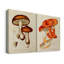 Toile tendue avec châssis Mushroom Variétés VI-Premium - Prêt à être accroché-108953321
