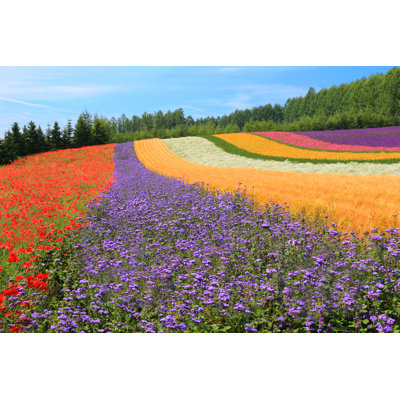 Hokkaido Summer Flower Fields par Mantapoto