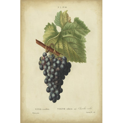 Antique Bessa Grapes I by Bessa - Painting on Canvas