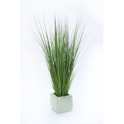 Herbe en pot mélangée pour l’oignon
