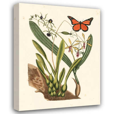 «Red Barrel Studio®» par Catesby, Mark, reproduction d'art sur toile tendue: Catesby