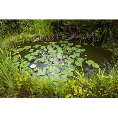 " Small Landscaping Pond "