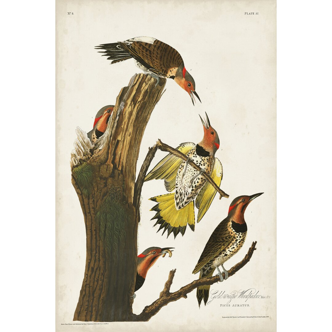 Leinwandbild Pl. 37 Gold-Winged Woodpecker von John Audubon