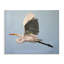 «Graceful Egret Flying Canvas» par D. Rust-199471767