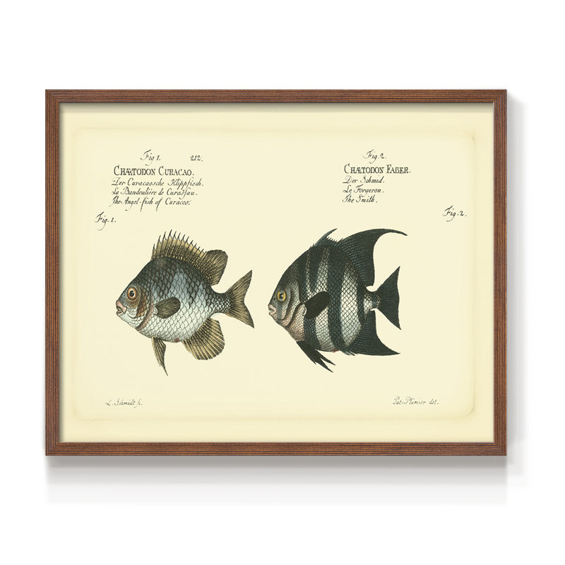 «Bloch Antique Fish II», reproduction encadrée, H 11 po x l 14 po, Noyer