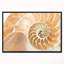 « brown nautilus shell pattern », reproduction d’impression encadrée sur toile tendue-26669717