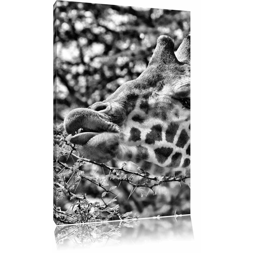 Leinwandbild Niedliche Giraffe beim Fressen in Monochrom