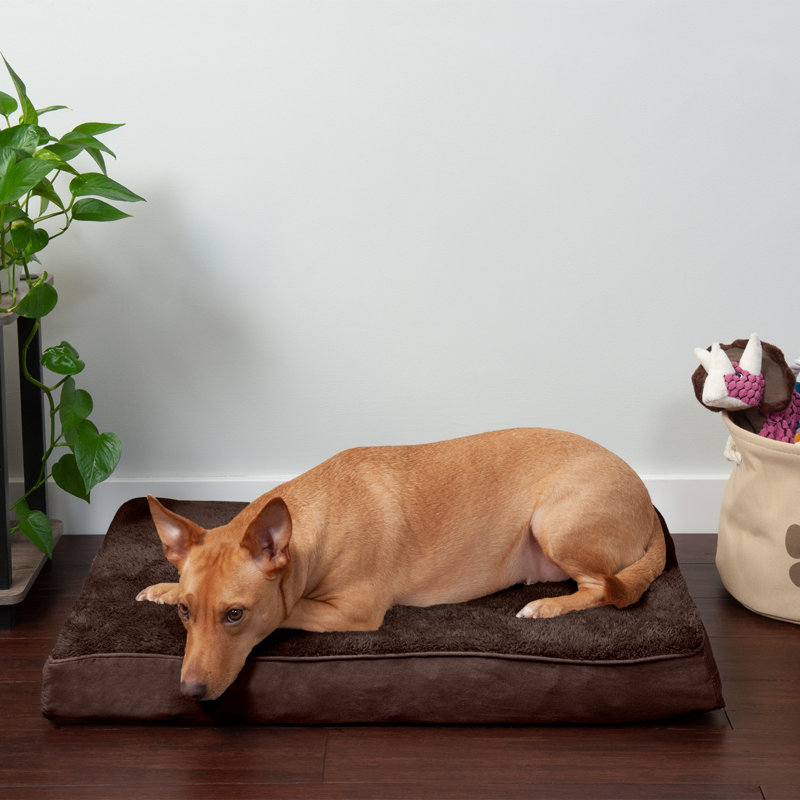 Coussin orthopédique Snuggle NAP Deluxe, Jumbo Plus (l 53 po x P 40 po x H 5 po), Espresso