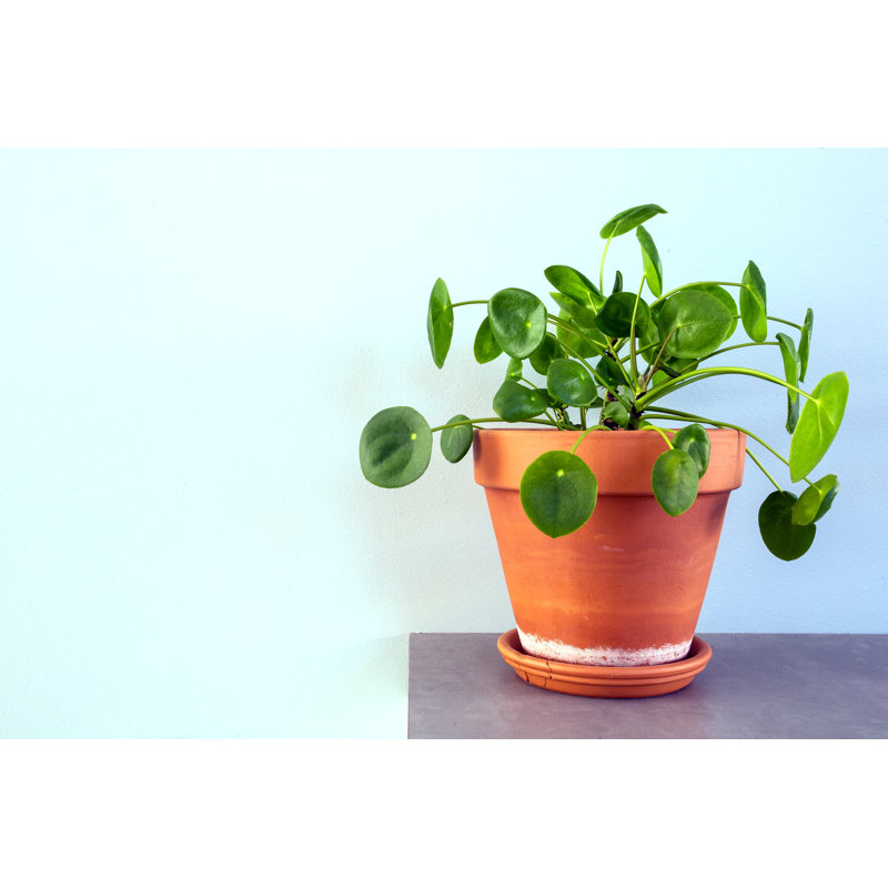 Chinese Money Plant by Cerro - Wrapped Canvas Print, 30cm H x 46cm W