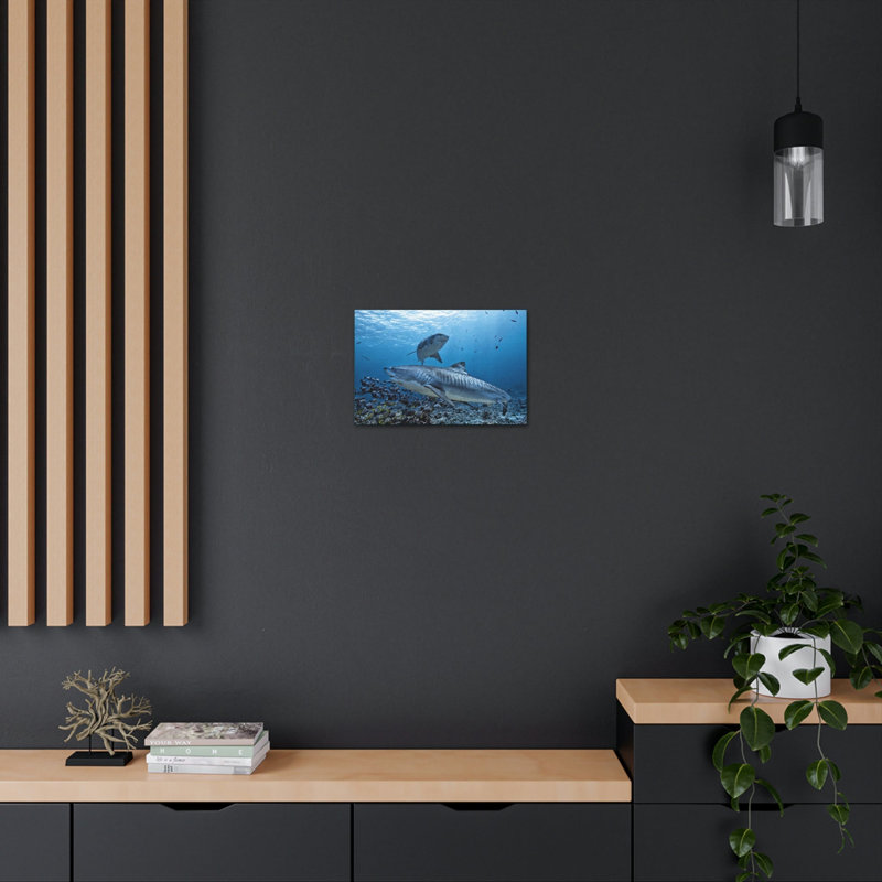 Tiger Shark Hunting Tiger Shark on Hunt Print Animal Wall Art, 12" H x 16" W