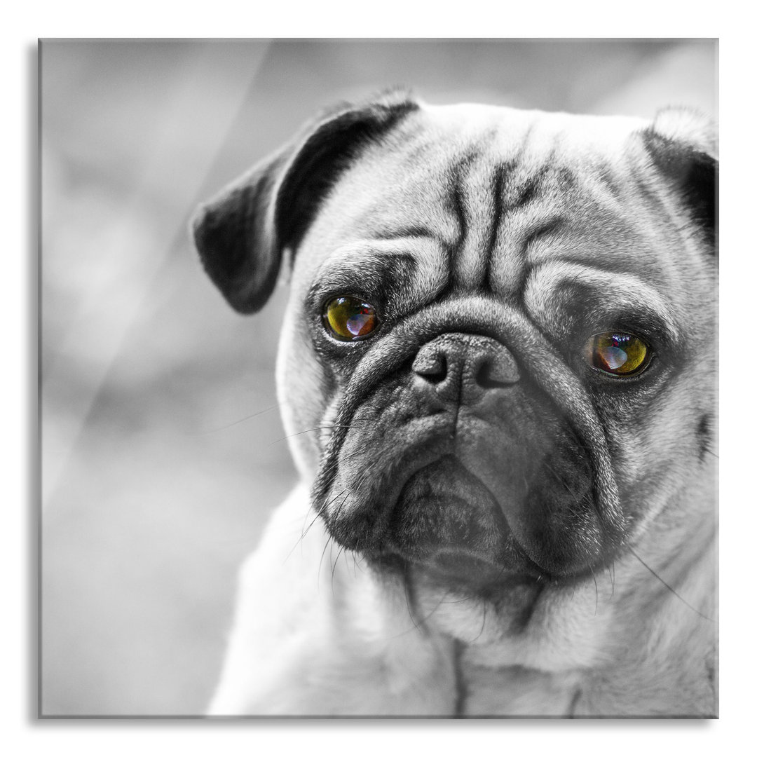 Glasbild Pug Portrait