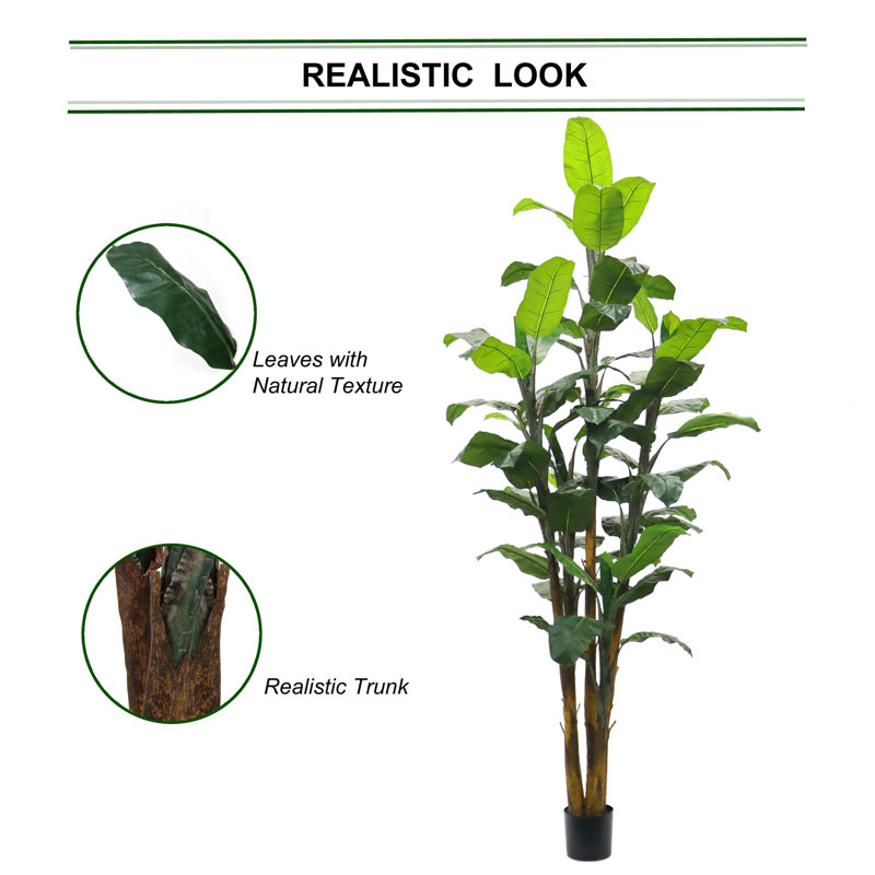 Dracaena Marginata, H 96 po x l 8 po