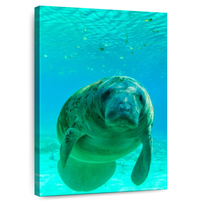 Brampt Swimming Manatee, 36" H x 24" W