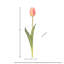 Tulipe Holland 23 "Just Cut-1011790126