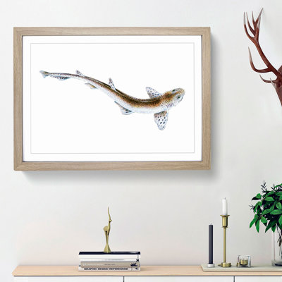 Lesser Spotted Dog-fish by Edward Donovan - Picture Frame Painting Print