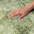 Premium Machine Washable Dream Shag ADS557 Medallions Rug-956475494-956475515