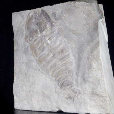 Fossil Eurypterid Plate. Lang's Quarry, Herkimer County, New York
