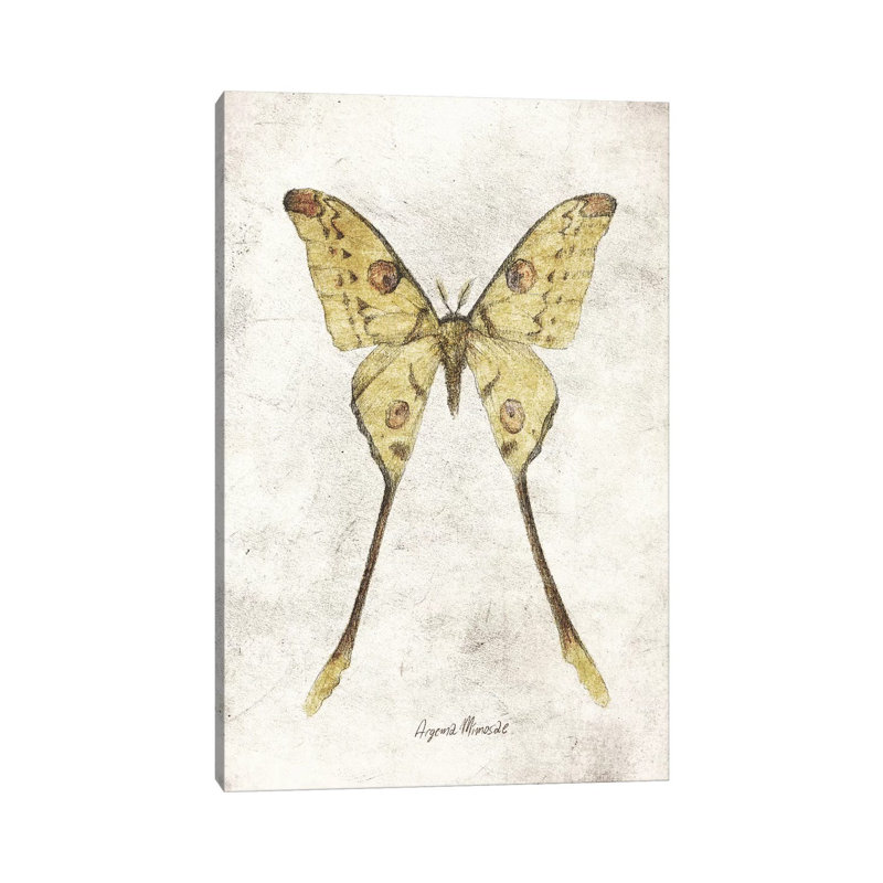 Argema Mimosae by Mike Koubou - Print on Canvas, Wrapped Canvas, 66.04cm H x 45.72cm W x 3.81cm D