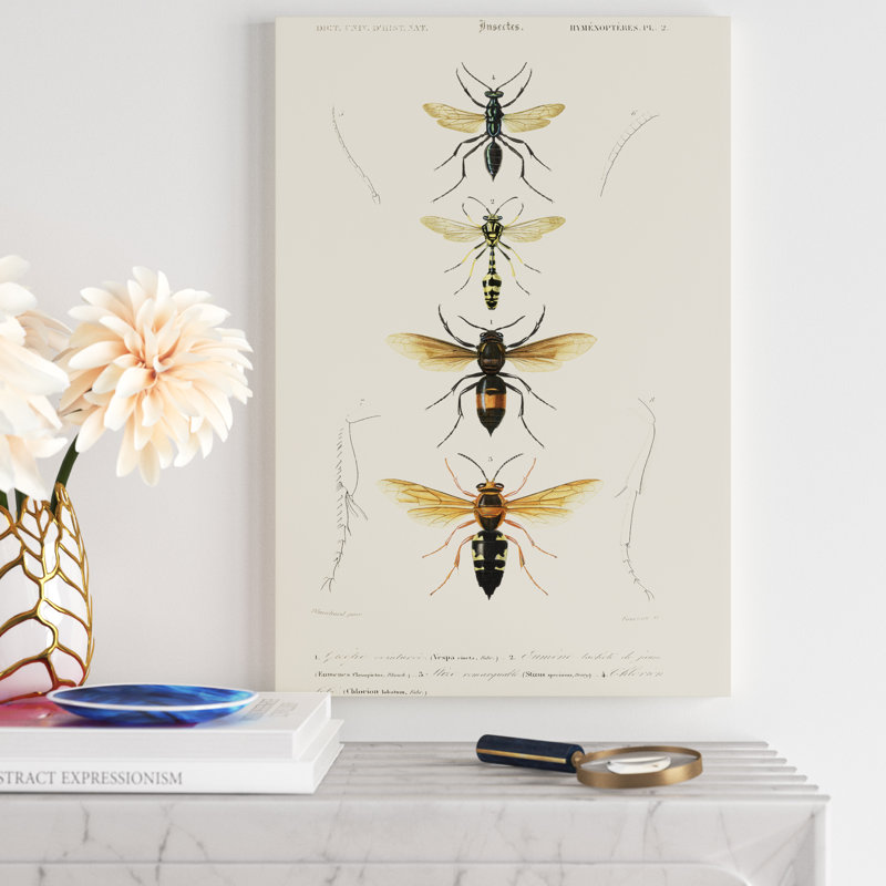 'Antique Bees II' by Blanchard - Painting Print, 91cm H x 61cm W, Wrapped Canvas