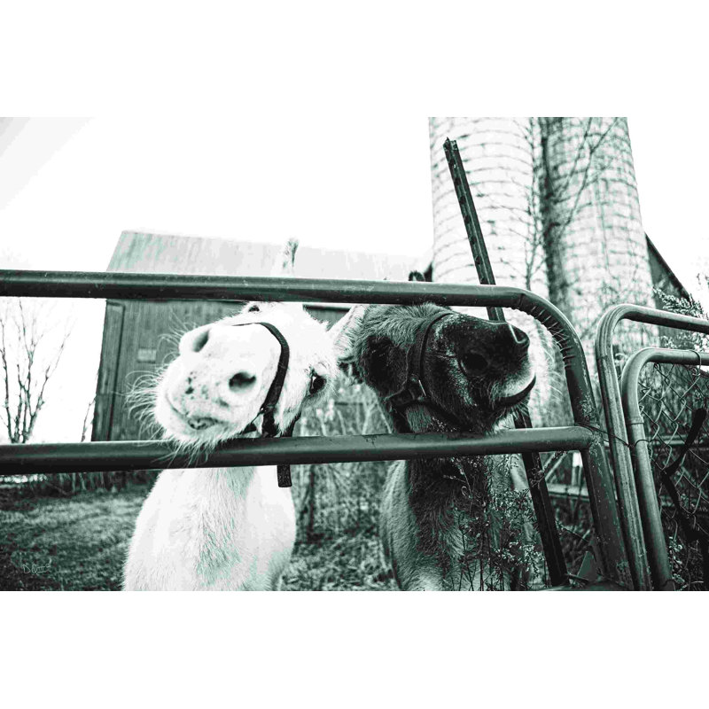 «Hey Donkeys I», L 12 po x H 8 po