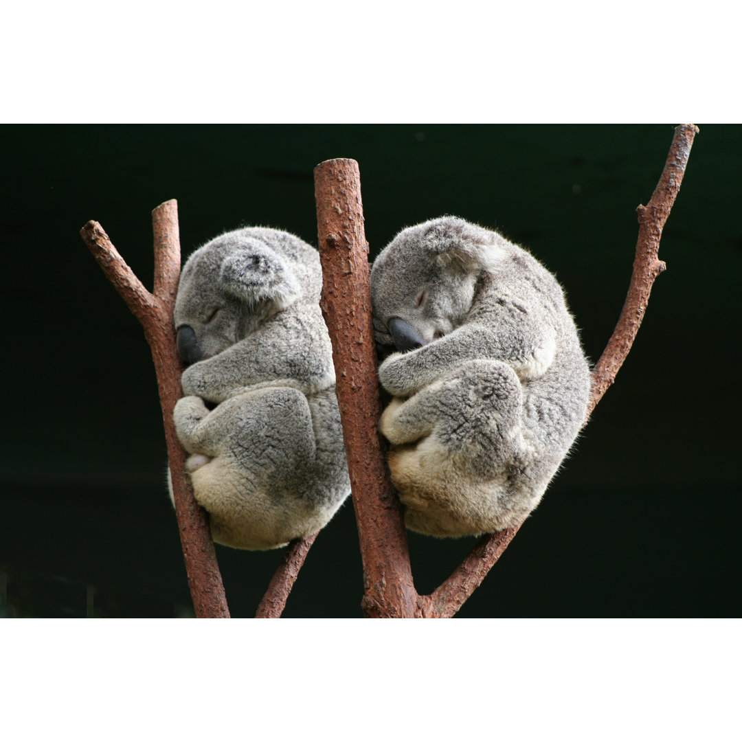 Koala Together - Wrapped Canvas Photograph