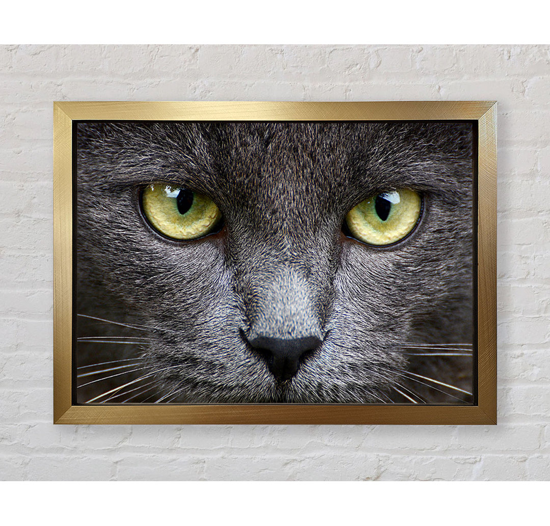 Smokey Grey Cat - Einzelner Bilderrahmen Kunstdrucke