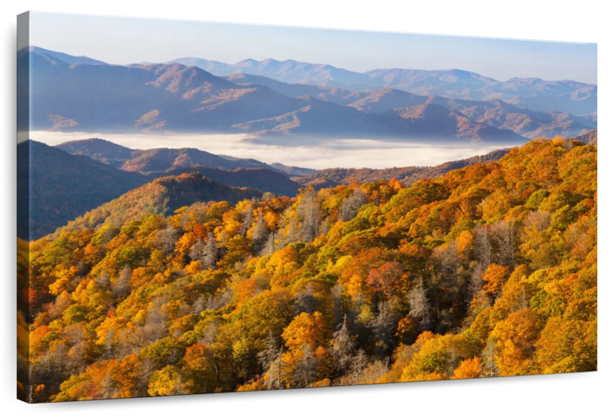 Millwood Pines Alvord Forest Of Gold Trees | Wayfair