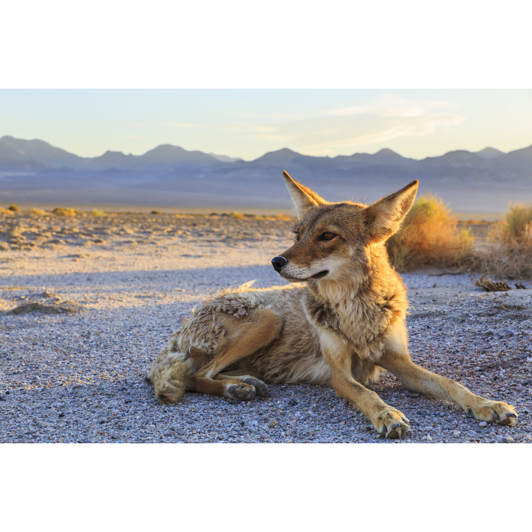 Leinwandbild Lone Coyote Settling für die Nacht von Dmodlin01