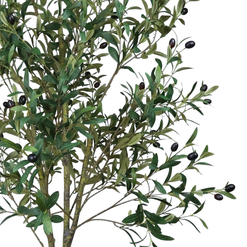 Olive Tree in Stone Planter