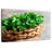 Parsley In A Basket-1833450941