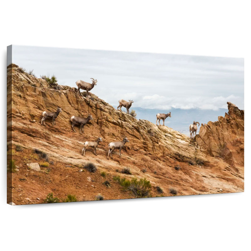 Brampt Colorado Bighorn Sheep