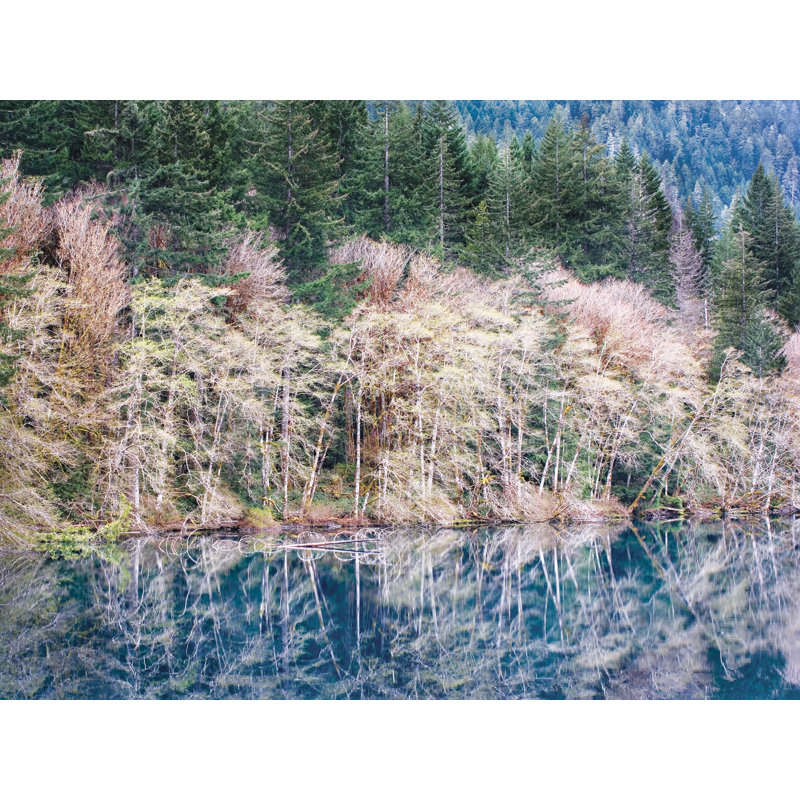 Spring Alder Grove On Lake Crescent Print by Bruce Heinemann, 17.25" H x 21.25" W x 0.875" D