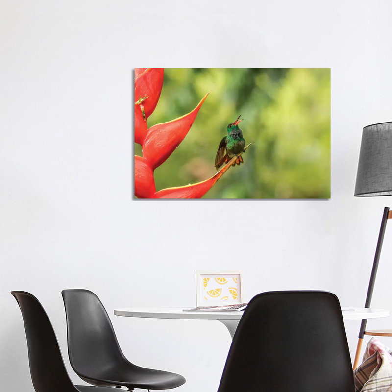 Costa Rica, Sarapiqui River Valley. Rufous-Tailed Hummingbird On Heliconia Plant. by Jaynes Gallery - Wrapped Canvas Print
