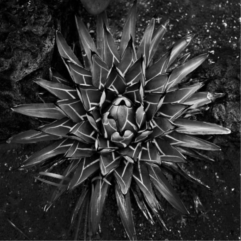 «Vintage Succulent I» par Barclay Butera - impression, H 30 po x l 30 po x P 1,5 po, Plexi