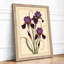 Purple Iris Study Botanical - Framed Print-1533769396-1533769399