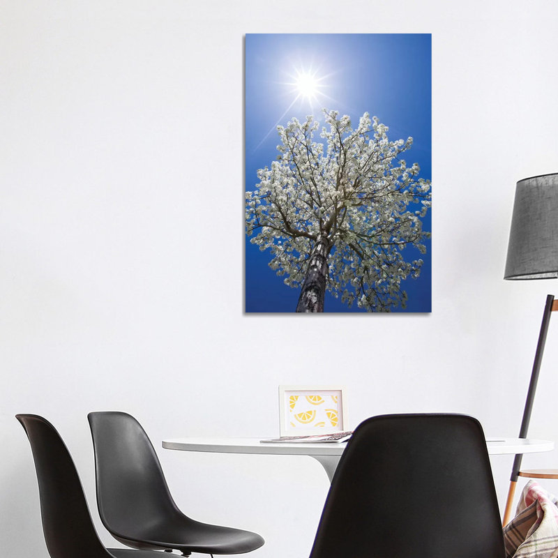 Usa, California, Bishop. Flowering Pear Tree. by Jaynes Gallery - Wrapped Canvas Print, 101.6 cm H x 66.04 cm W