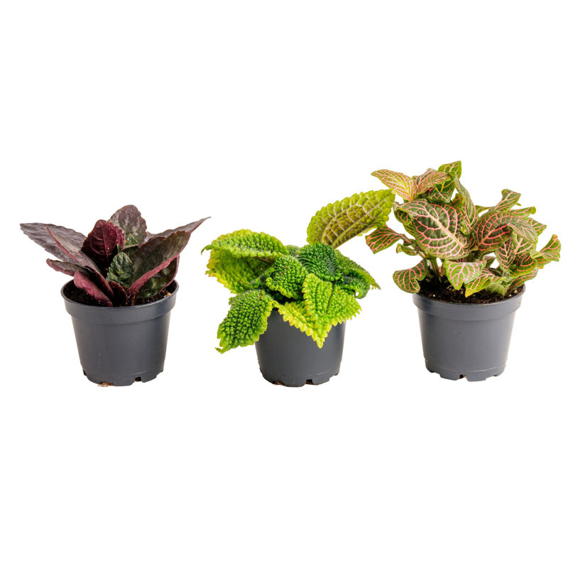 Costa Farms Indoor Tiny Plants Collection House Plant in 2-inch Nursery Pot