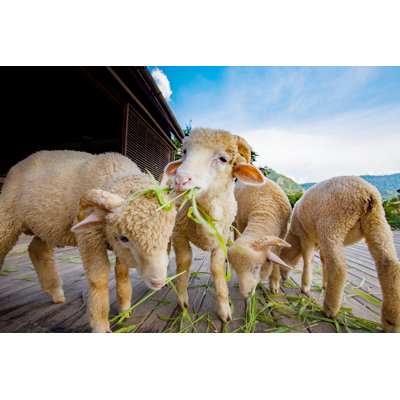 " Merino Sheep " by Suriya Silsaksom