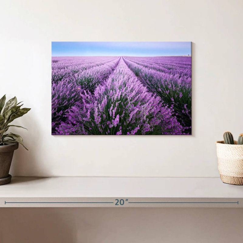 Alvord Lavender Field In Provence, 8" H x 12" W