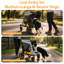 Foldable Pet Stroller 