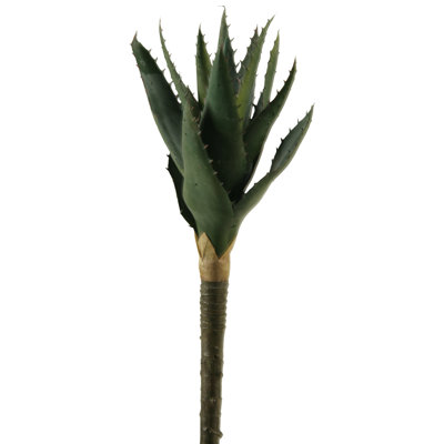 Petite plante aloe