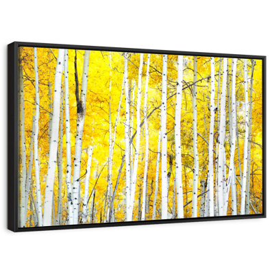 Golden Birch Trees