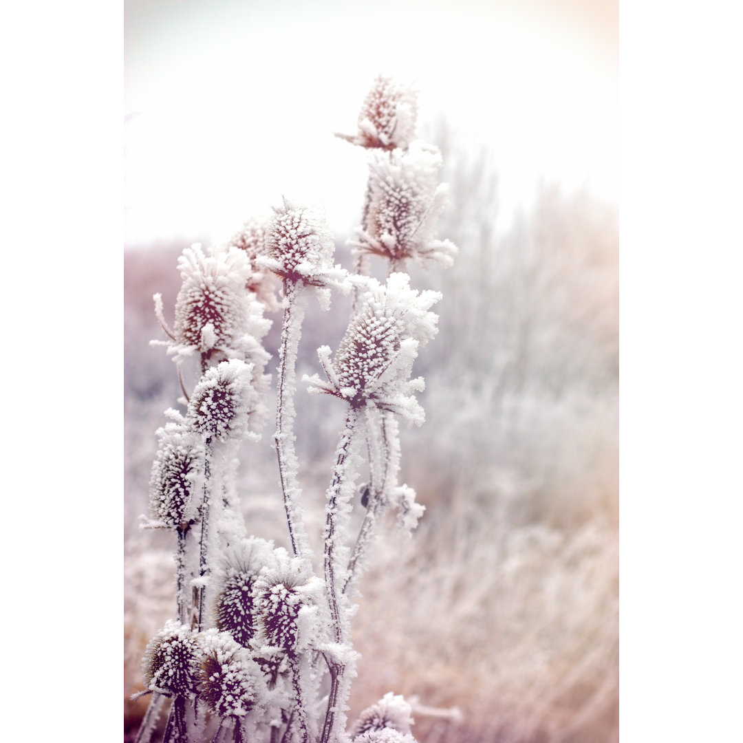 Morgenfrost auf der Wiese - Leinwandbild