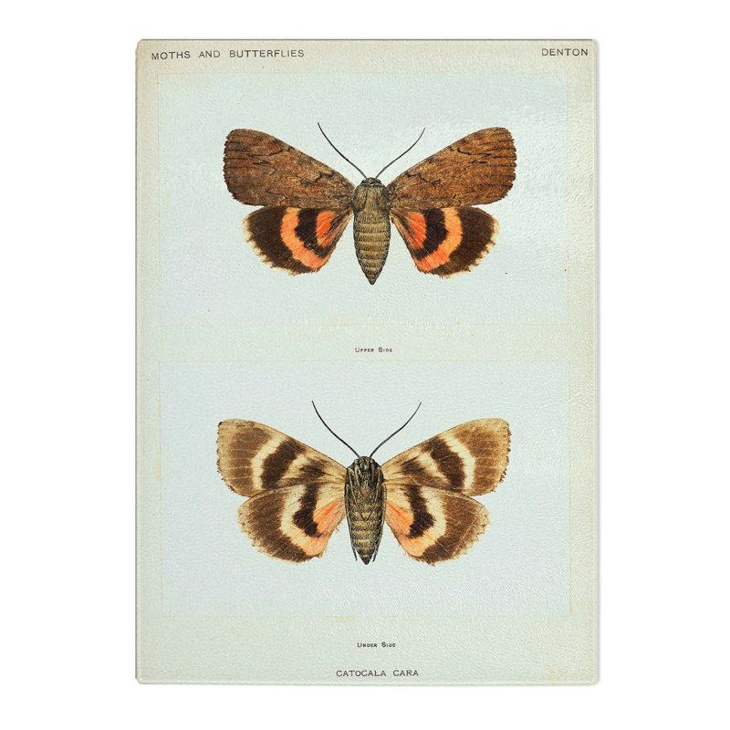 Tempered Glass Darling Underwing Moth Chopping Board, 20 cm W x 28.5 cm L
