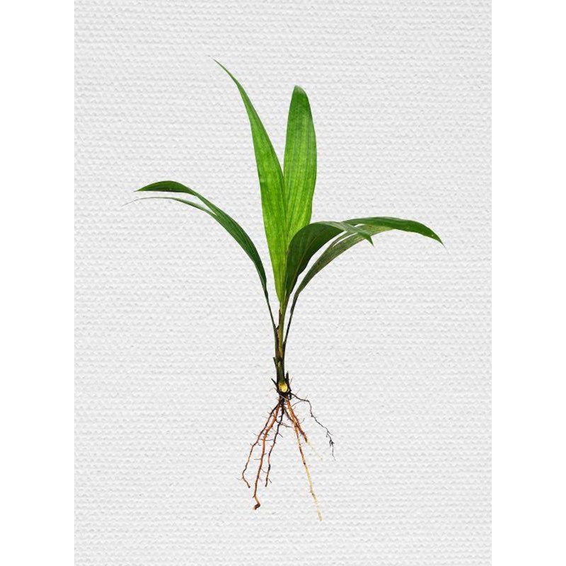 Œuvre d'art d'herbes fraîches