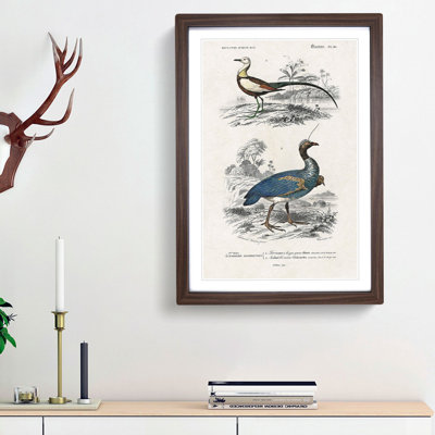 Bird Illustrations PL. 10 by Charles d Orbigny - Framed Print