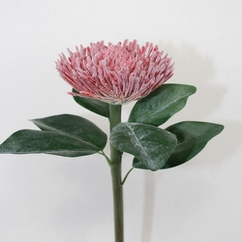 Tige Protea, Rose
